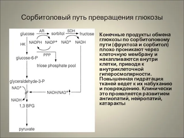 Сорбитоловый путь превращения глюкозы Конечные продукты обмена глюкозы по сорбитоловому пути (фруктоза