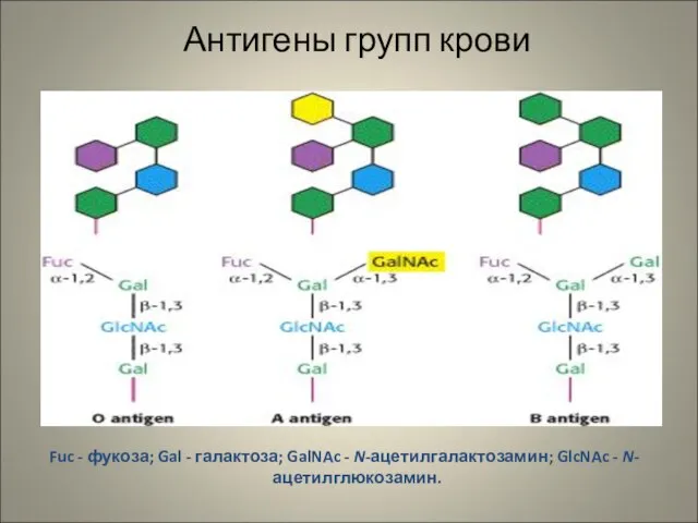 Антигены групп крови Fuc - фукоза; Gal - галактоза; GalNAc - N-ацетилгалактозамин; GlcNAc - N-ацетилглюкозамин.