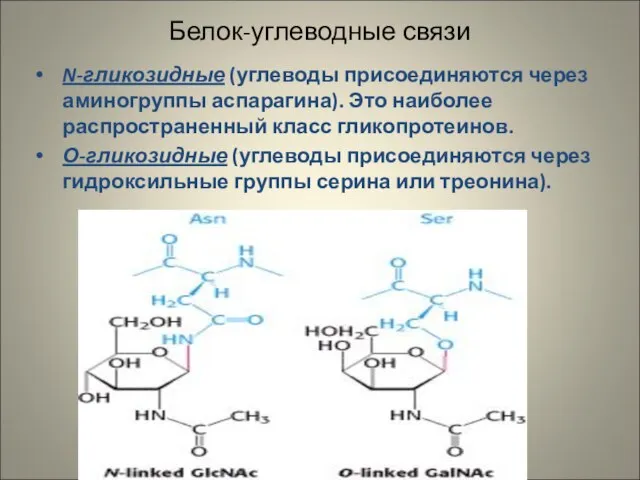 Белок-углеводные связи N-гликозидные (углеводы присоединяются через аминогруппы аспарагина). Это наиболее распространенный класс