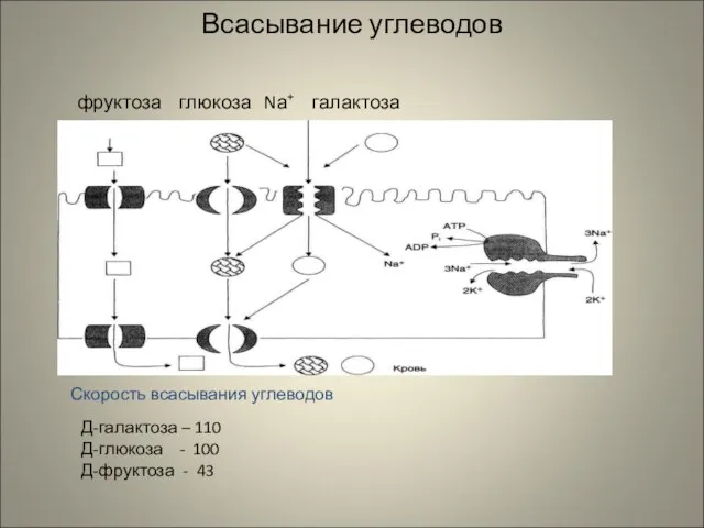 Всасывание углеводов фруктоза глюкоза Nа+ галактоза Скорость всасывания углеводов Д-галактоза – 110