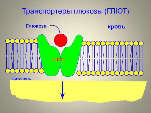 Транспортеры глюкозы (ГЛЮТ)