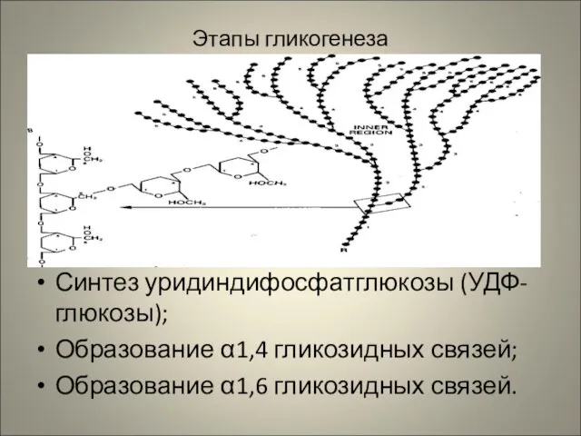 Этапы гликогенеза Синтез уридиндифосфатглюкозы (УДФ-глюкозы); Образование α1,4 гликозидных связей; Образование α1,6 гликозидных связей.