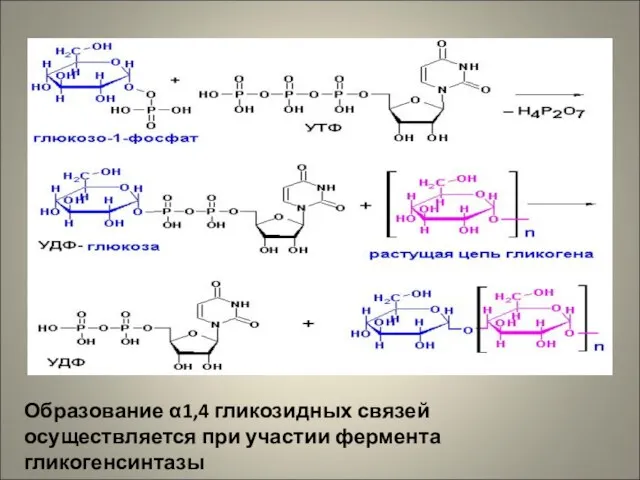 Образование α1,4 гликозидных связей осуществляется при участии фермента гликогенсинтазы