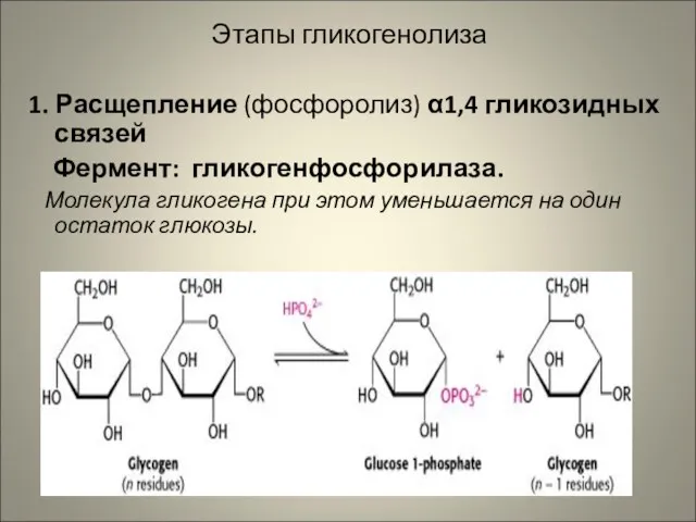 Этапы гликогенолиза 1. Расщепление (фосфоролиз) α1,4 гликозидных связей Фермент: гликогенфосфорилаза. Молекула гликогена