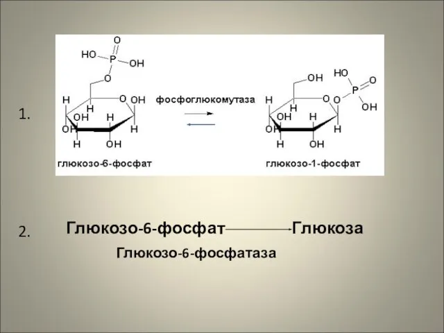 Глюкозо-6-фосфат Глюкоза Глюкозо-6-фосфатаза 1. 2.