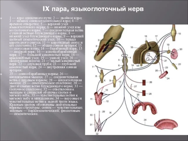 IX пара, языкоглоточный нерв 1 — ядро одиночного пути; 2 — двойное