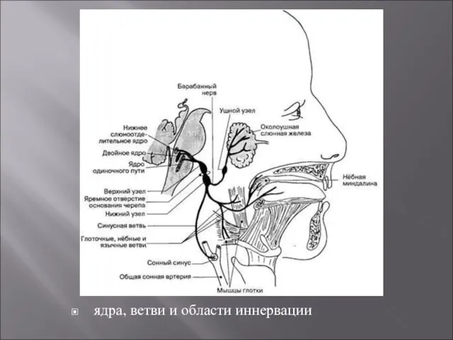 ядра, ветви и области иннервации