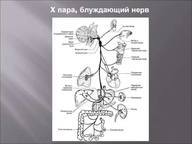 X пара, блуждающий нерв