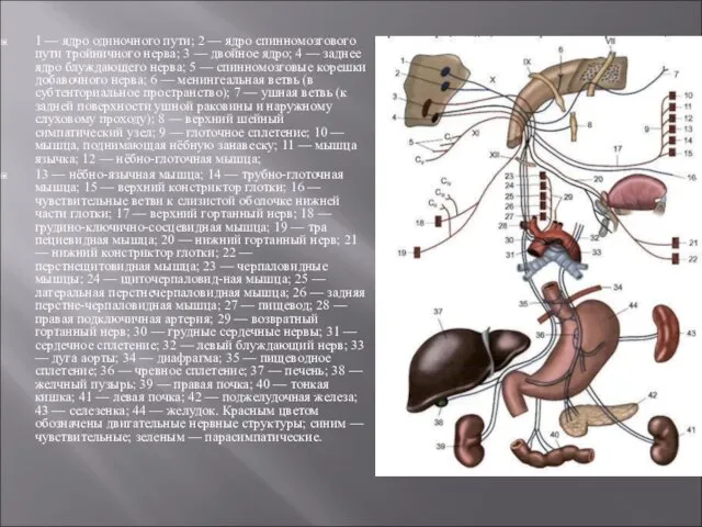 1 — ядро одиночного пути; 2 — ядро спинномозгового пути тройничного нерва;