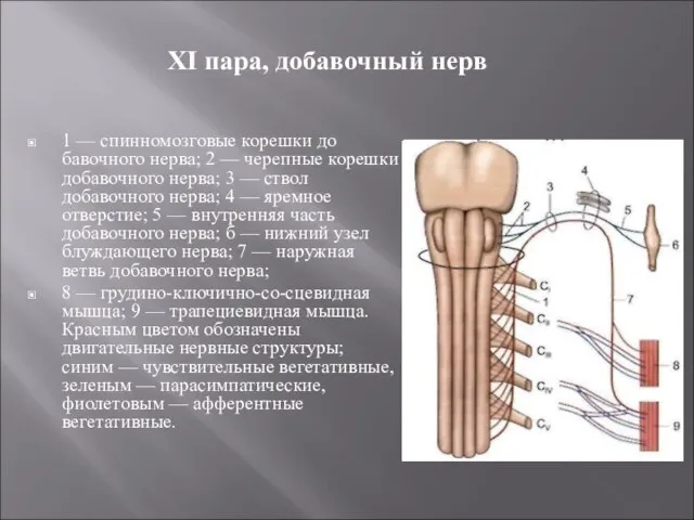 XI пара, добавочный нерв 1 — спинномозговые корешки до­бавочного нерва; 2 —