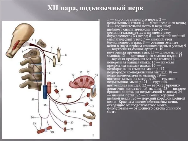 XII пара, подъязычный нерв 1 — ядро подъязычного нерва; 2 — подъязычный