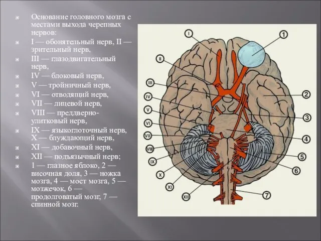 Основание головного мозга с местами выхода черепных нервов: I — обонятельный нерв,