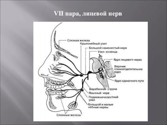 VII пара, лицевой нерв