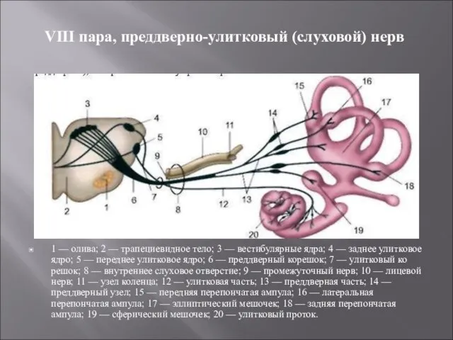 VIII пара, преддверно-улитковый (слуховой) нерв 1 — олива; 2 — трапециевидное тело;