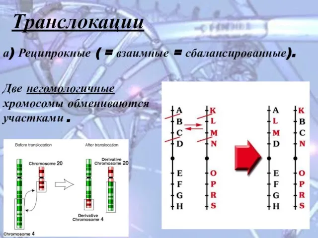 Транслокации а) Реципрокные ( = взаимные = сбалансированные). Две негомологичные хромосомы обмениваются участками .