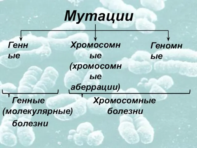 Мутации Генные Хромосомные (молекулярные) болезни болезни Генные Хромосомные (хромосомные аберрации) Геномные