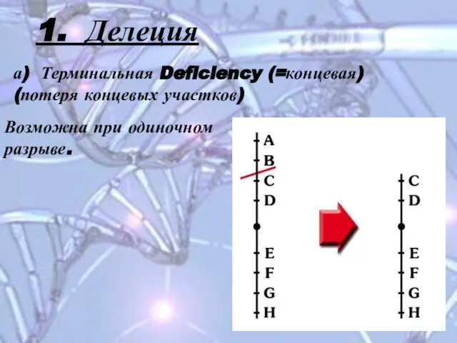 1. Делеция а) Терминальная Deficiency (=концевая) (потеря концевых участков) Возможна при одиночном разрыве.