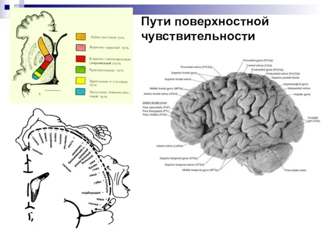 Пути поверхностной чувствительности