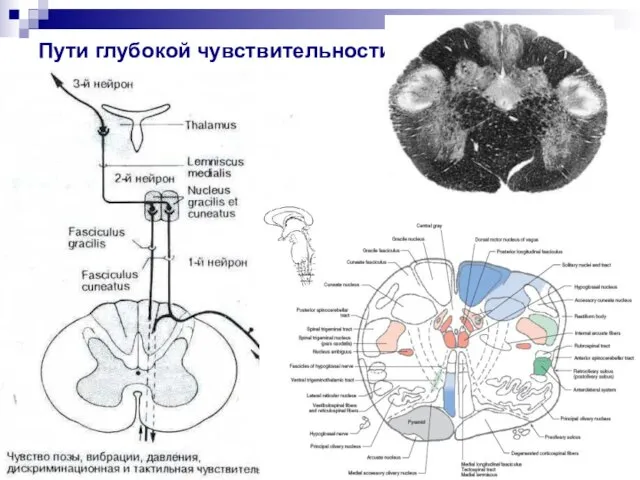 Пути глубокой чувствительности