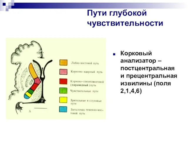 Пути глубокой чувствительности Корковый анализатор – постцентральная и прецентральная извилины (поля 2,1,4,6)