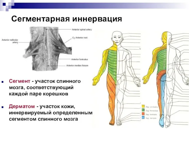 Сегментарная иннервация Сегмент - участок спинного мозга, соответствующий каждой паре корешков Дерматом