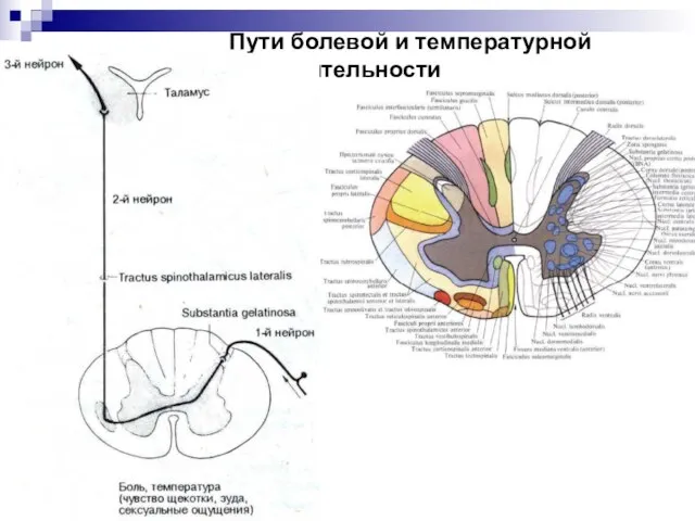 Пути болевой и температурной чувствительности