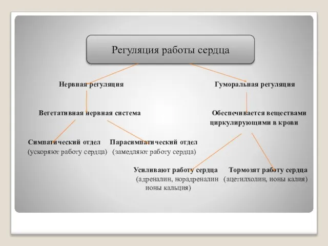 Нервная регуляция Гуморальная регуляция Вегетативная нервная система Обеспечивается веществами циркулирующими в крови