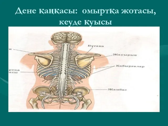 Дене қаңқасы: омыртқа жотасы, кеуде қуысы