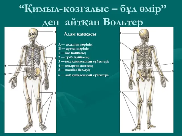 “Қимыл-қозғалыс – бұл өміp” деп айтқан Вольтер Адам қаңқасы А — алдынан