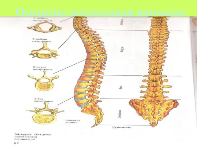 Омыртқа жотасының құрлысы