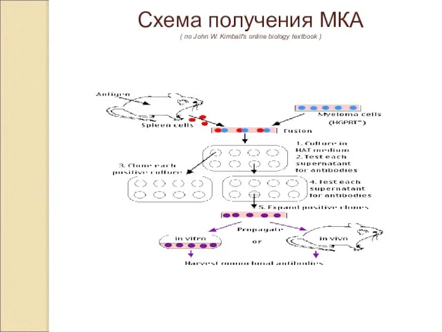 Схема получения МКА ( по John W. Kimball's online biology textbook )