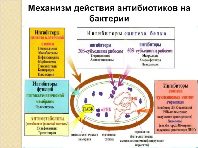 Механизм действия антибиотиков на бактерии