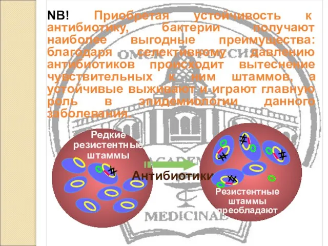 NВ! Приобретая устойчивость к антибиотику, бактерии получают наиболее выгодные преимущества: благодаря селективному