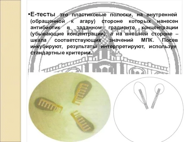 Е-тесты это пластиковые полоски, на внутренней (обращенной к агару) стороне которых нанесен