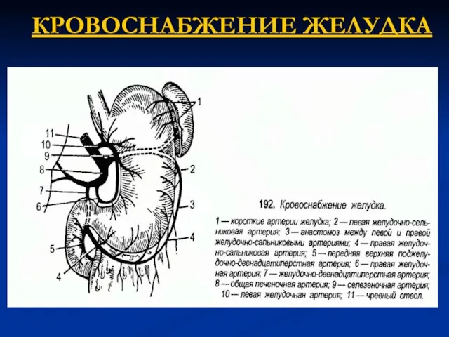 КРОВОСНАБЖЕНИЕ ЖЕЛУДКА