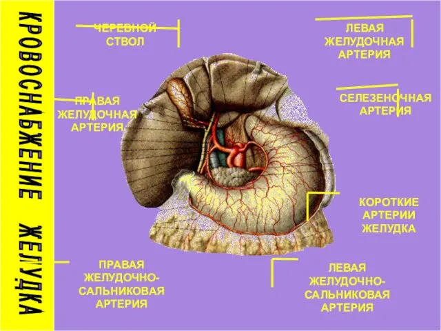 К Р О В О С Н А Б Ж Е Н