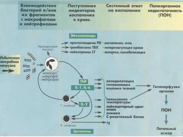 Патогенез абдоминального сепсиса