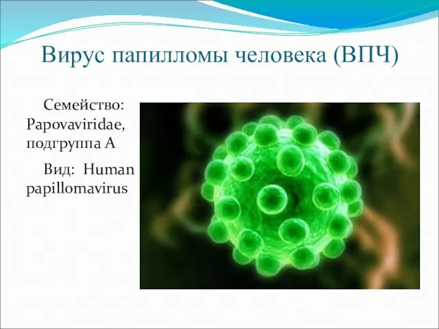 Вирус папилломы человека (ВПЧ) Семейство: Papovaviridae, подгруппа А Вид: Human papillomavirus