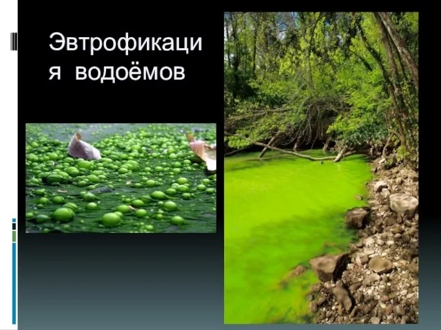 Эвтрофикация водоёмов