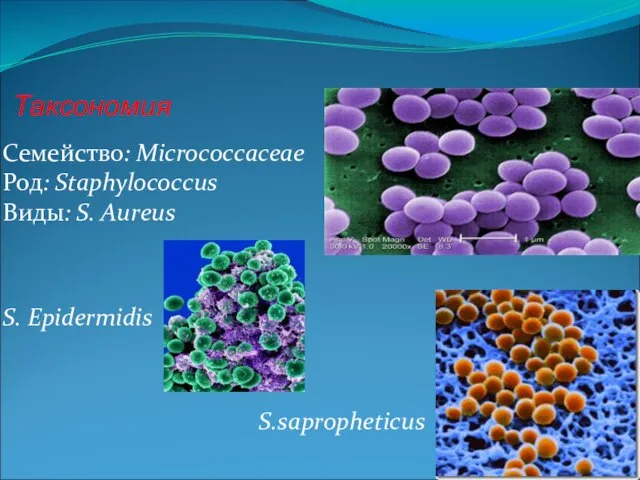 Таксономия Семейство: Micrococcaceae Род: Staphylococcus Виды: S. Aureus S. Epidermidis S.sapropheticus