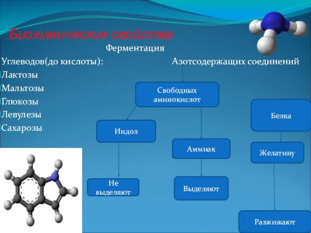 Биохимические свойства Ферментация Углеводов(до кислоты): Азотсодержащих соединений Лактозы Мальтозы Глюкозы Левулезы Сахарозы