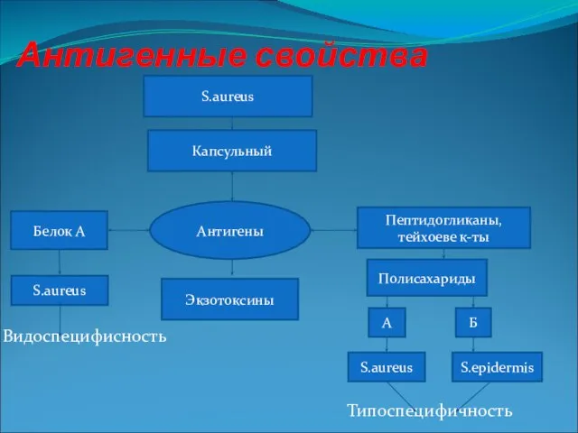 Антигенные свойства Видоспецифисность Типоспецифичность S.aureus Капсульный Антигены Белок А Пептидогликаны, тейхоеве к-ты