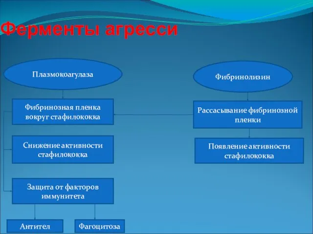 Ферменты агресси Фибринозная пленка вокруг стафилококка Появление активности стафилококка Рассасывание фибринозной пленки