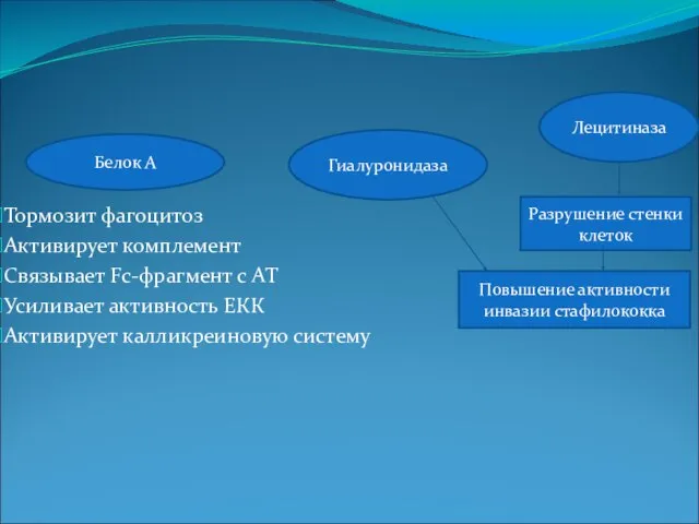 Тормозит фагоцитоз Активирует комплемент Связывает Fc-фрагмент с АТ Усиливает активность ЕКК Активирует