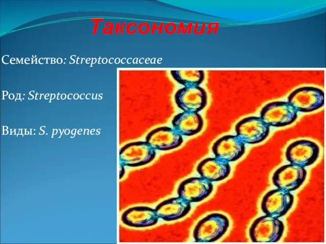 Таксономия Семейство: Streptococcaceae Род: Streptococcus Виды: S. pyogenes