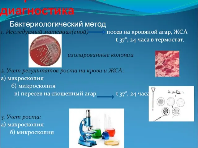 Микробиологическая диагностика 1. Исследуемый материал(гной) посев на кровяной агар, ЖСА t 37°,