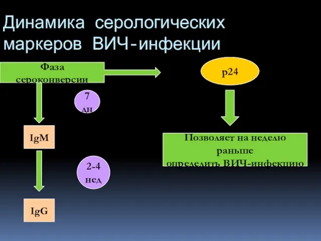 Динамика серологических маркеров ВИЧ-инфекции Фаза сероконверсии p24 7 дн IgM 2-4 нед