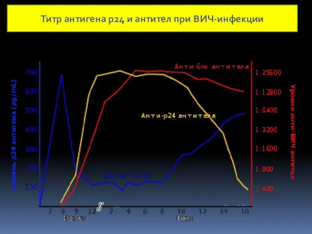 Титр антигена р24 и антител при ВИЧ-инфекции