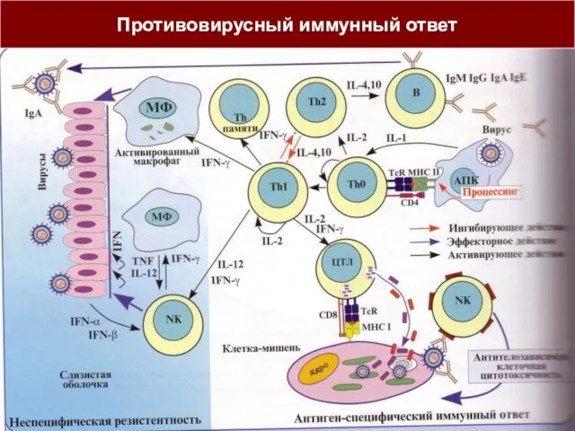 Противовирусный иммунный ответ