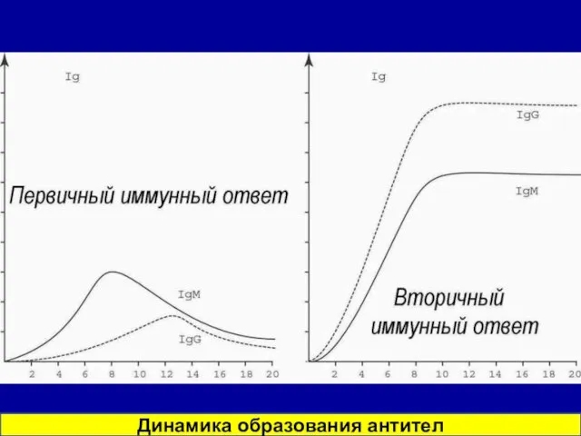 Динамика образования антител